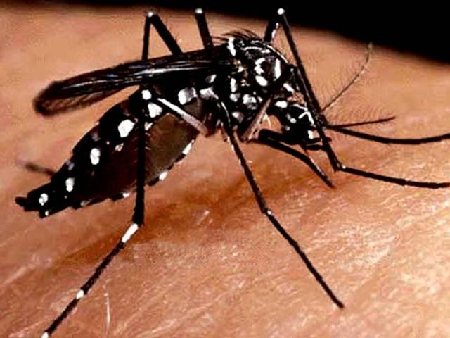 13 Indians in Singapore test positive for Zika 13 Indians in Singapore test positive for Zika