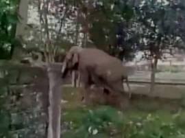 Assam grapples with problem: How to get elephant back from Bangladesh Assam grapples with problem: How to get elephant back from Bangladesh