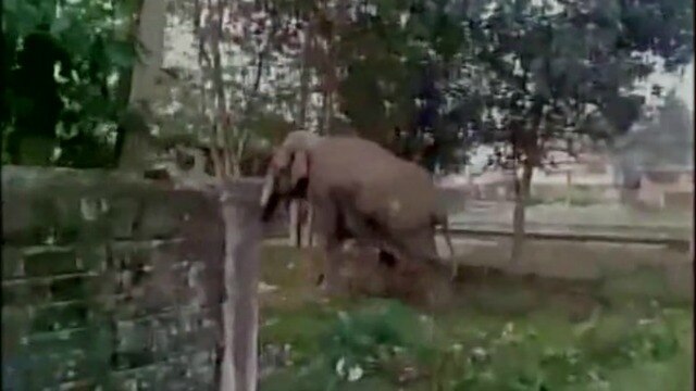 State animal 'elephant' killed in Jharkhand; Accused of killing 15 people