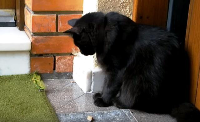 Hilarious: Watch this is what happens when a kitty takes on a preying mantis