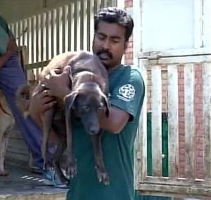 WATCH: First of its kind dog population management program in Hisar, Haryana