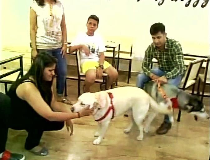 'Puppychino', the first ever dog cafe in New Delhi 'Puppychino', the first ever dog cafe in New Delhi