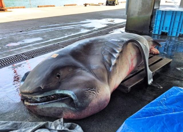 Terrifying: Fisherman catches rare Megamouth shark in Japan Terrifying: Fisherman catches rare Megamouth shark in Japan