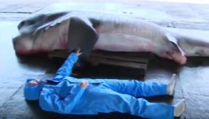 Terrifying: Fisherman catches rare Megamouth shark in Japan