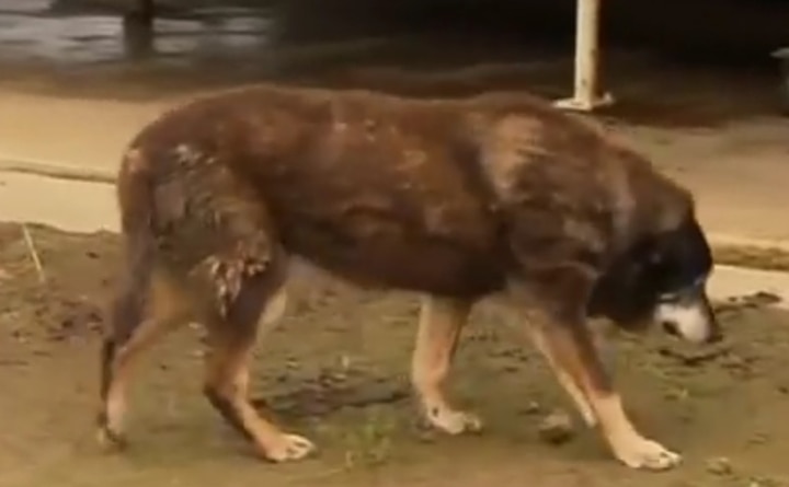World's 'oldest dog' aged 30 dies in Australia World's 'oldest dog' aged 30 dies in Australia