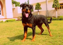 Dog Saves 51-Year-Old Woman From Robber In South Delhi