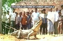 Watch: In search of water, crocodile crawls into UP village