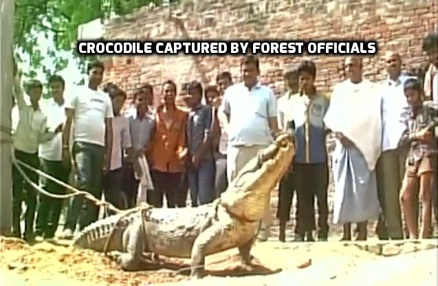 Watch: In search of water, crocodile crawls into UP village Watch: In search of water, crocodile crawls into UP village