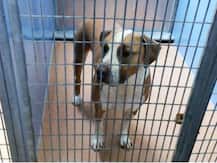 San Diego: 3-day-old boy mauled to death by family dog