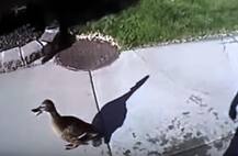 Caught on camera: Cop rescues ducklings from storm drain