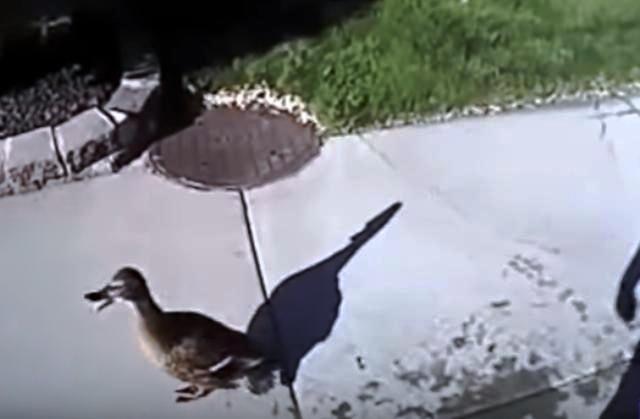 Caught on camera: Cop rescues ducklings from storm drain Caught on camera: Cop rescues ducklings from storm drain