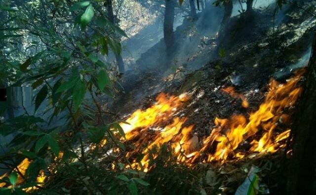 Uttarakhand forest fire: Affected areas down by over 70 percent, says NDRF Uttarakhand forest fire: Affected areas down by over 70 percent, says NDRF