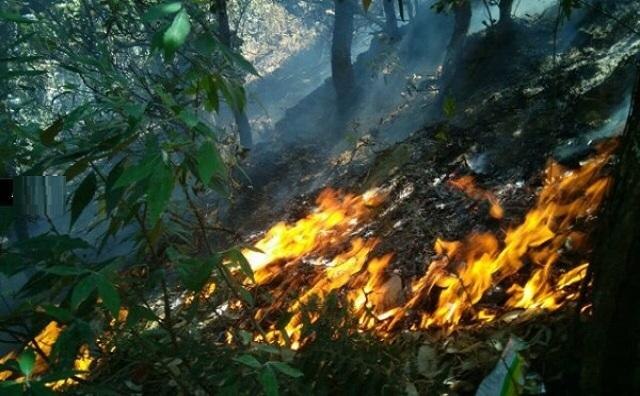 Forest fires: NGT issues showcause notice to U'khand, Himachal Forest fires: NGT issues showcause notice to U'khand, Himachal