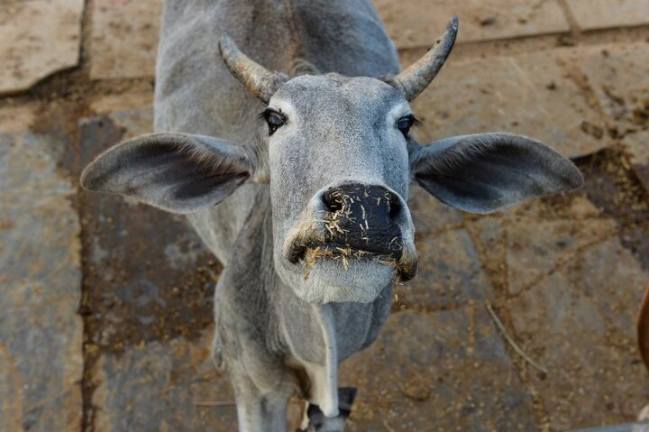 Can possess beef brought from outside Maharashtra: Bombay High Court Can possess beef brought from outside Maharashtra: Bombay High Court