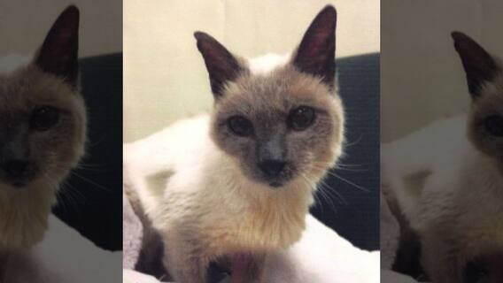 This Siamese cat holds Guinness World Record, find out why