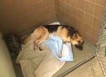 Pet Dog Saves 7-year-old Girl from Diamondback Rattlesnake, gets bitten thrice