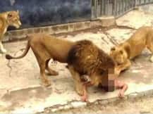 Two lions killed by zoo officials to save naked suicidal man who jumped into enclosure