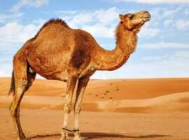 Rajasthan: Tied in heat all day, angry camel bites owner's head off Rajasthan: Tied in heat all day, angry camel bites owner's head off