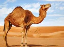 Rajasthan: Tied in heat all day, angry camel bites owner's head off