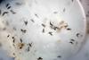Karnataka: Zika Virus Confirmed In Chikkaballapur, Govt On High Alert Mode