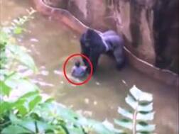 Watch: Baby falls into gorilla's enclosure, zoo's security guards kill ape to save toddler