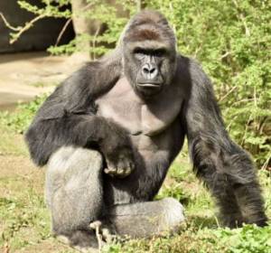 Watch: Baby falls into gorilla's enclosure, zoo's security guards kill ape to save toddler
