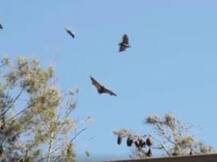 Only 11,000 humans & 100,000 bats! This Australian town declares 'state of emergency'