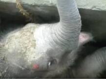 Watch: Baby elephant rescued after being stuck in drain in Sri Lanka