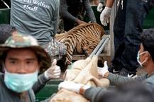 OMG: 40 Tiger Cubs Found Dead In Thai Temple!