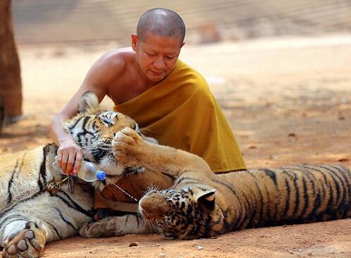 The raid was launched following complaints that monks at the remote forest temple in Thailand were mistreating and trafficking the animals. But the monks have denied the allegations
