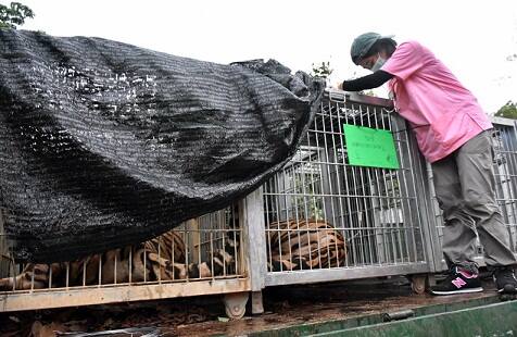 Wildlife officials have begun removing some of the 137 tigers held at the Buddhist temple after accusations that their caretakers were involved in illegal breeding and trafficking of the animals, as well as neglected them. (Wildlife Friends Foundation Thailand via AP)