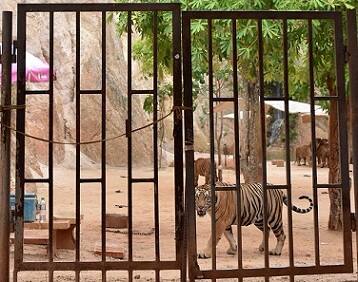 The temple promotes itself as a wildlife sanctuary, but in recent years it was investigated for suspected links to wildlife trafficking and animal abuse. However, The temple has denied claims that the monks carry out irresponsible breeding programmes, traffic endangered species and sell the animals.