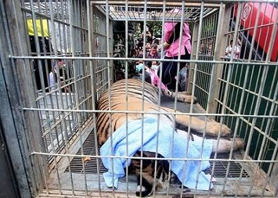 The raid that began on May 30 is the latest move in a tug-of-war since 2001 to bring the tigers under state control, which was being widely obstructed by the monks.