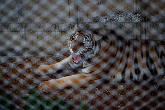 Some animal rights organisations have claimed the tigers appear sedated when interacting with tourists and have accused the temple of being a facade to cover illegal animal trafficking.