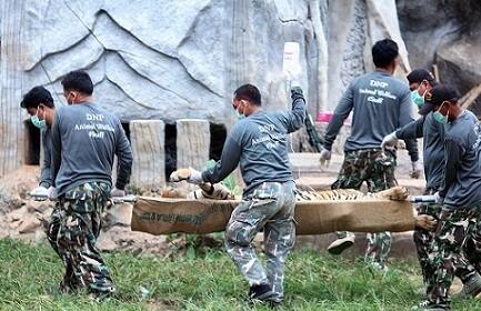 They were stored in the freezer where the temple kept the food for tigers, said Adisorn Nuchdamrong, deputy director-general of the wildlife department, who claimed the temple had never registered the dead cubs.