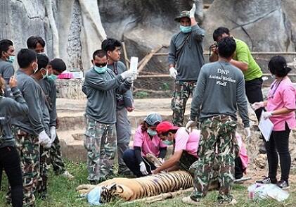 The tiny tiger cubs found after authorities stormed the temple's secret stash were aged from birth to one week old