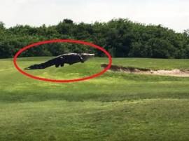 Watch: When a ginormous alligator spotted casually walking across a golf course Watch: When a ginormous alligator spotted casually walking across a golf course