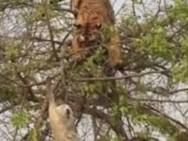 Caught on camera: A wild tiger's desperate attempt to catch a monkey on a tree Caught on camera: A wild tiger's desperate attempt to catch a monkey on a tree