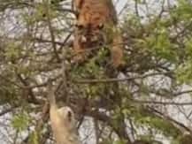 Caught on camera: A wild tiger's desperate attempt to catch a monkey on a tree