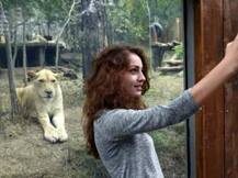 Don't take selfie with lions: Guj forest dept tells tourists