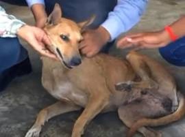 Graphic video:Watch two men drag dog behind bike 'for fun' in Vadodara Graphic video:Watch two men drag dog behind bike 'for fun' in Vadodara