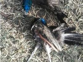 Eight peacocks found dead in Kannauj dist Eight peacocks found dead in Kannauj dist