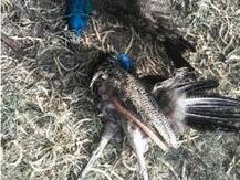 Eight peacocks found dead in Kannauj dist