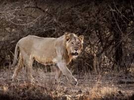 Gujarat: 18 lions on trial for murder, culprit will be sentenced life in a zoo Gujarat: 18 lions on trial for murder, culprit will be sentenced life in a zoo