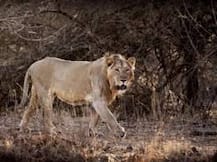 Gujarat: 18 lions on trial for murder, culprit will be sentenced life in a zoo