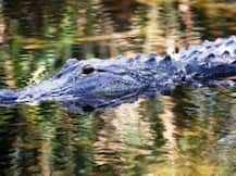 Two-year-old boy dragged by alligator! Find out what happens to the toddler
