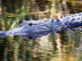 Two-year-old boy dragged by alligator! Find out what happens to the toddler