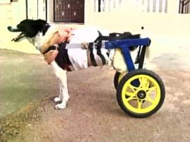 WATCH: Doctor builds cart for a stray dog that lost legs in a road accident in Karnataka's Mysuru