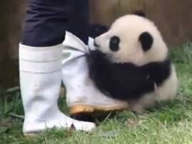 Cuteness alert: Watch baby panda tries to snatch keepers’ footwear Cuteness alert: Watch baby panda tries to snatch keepers’ footwear