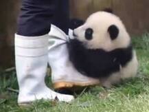 Cuteness alert: Watch baby panda tries to snatch keepers’ footwear